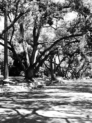 lack and white paintings Black And White Paintings Of Trees. lack and white paintings