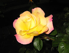Magnificent rose