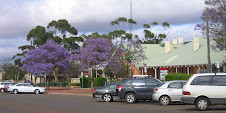 Jacarandas