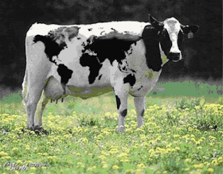 ganadería, especies exóticas, monocultivo, especies exportables