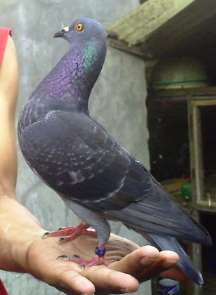 merpati balap stripping punya berbakat video merpati birdfarm merpati