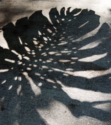 leaves shadow