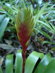 Another Bromeliad!