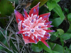 Latest bromeliad flower