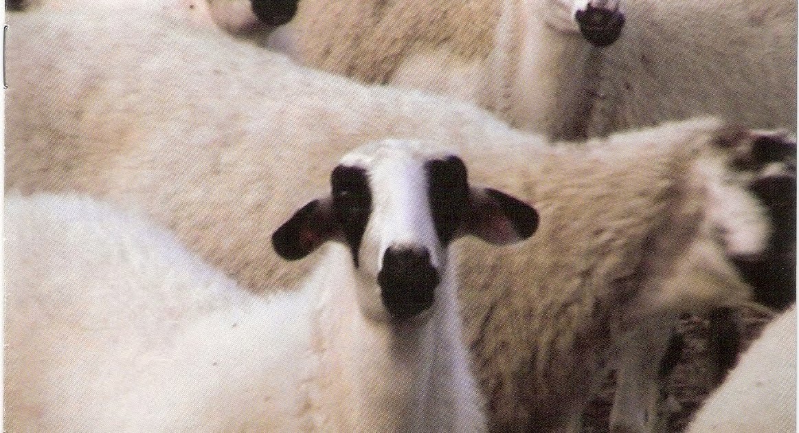 Cyprus Shami (Damascus) Goats CHIO SHEEP A DUAL PURPOSE SHEEP