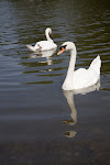 Swans on Lake Ontario