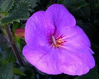Achimenes,Summer Flower Bulb