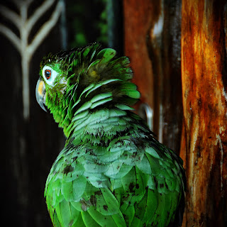 Macaw, Manaus, Brazil