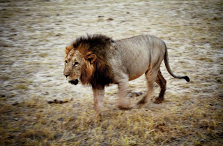 Lion, Maasai Mara, Kenya