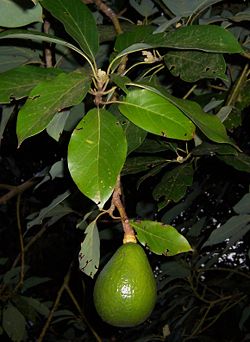[250px-Persea_americana_fruit.JPG]
