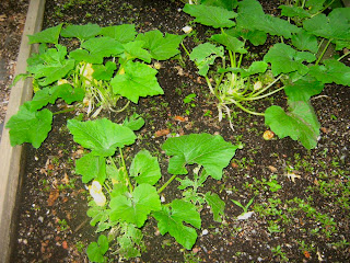 zucchini plants