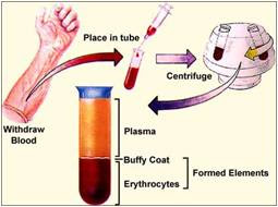 La Sangre y sus componentes