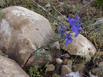 Low Larkspur