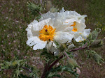 Prickly Poppy