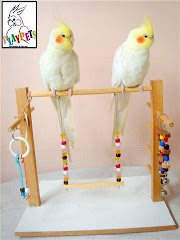 Playground de Calopsita