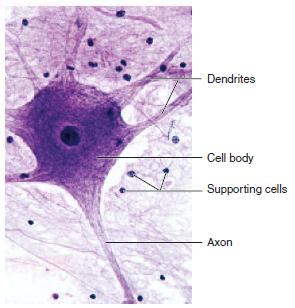 nervous tissue labeled diagram human physiology nervous tissue labeled diagram human physiology