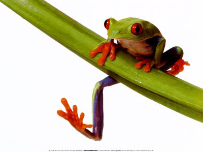 Tree Frog Tree Frog