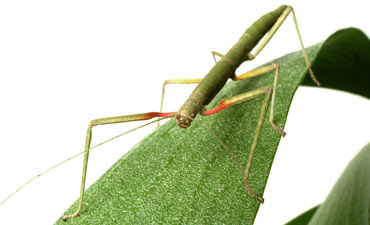 [stick-insect_13876_1.jpg]