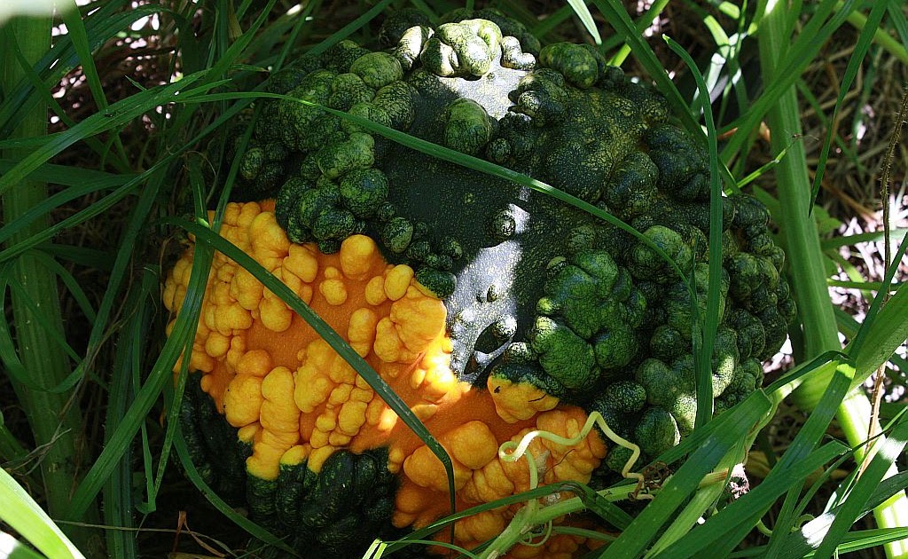 disconova Super Bumpy Squash