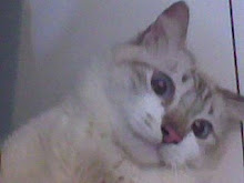 My cat