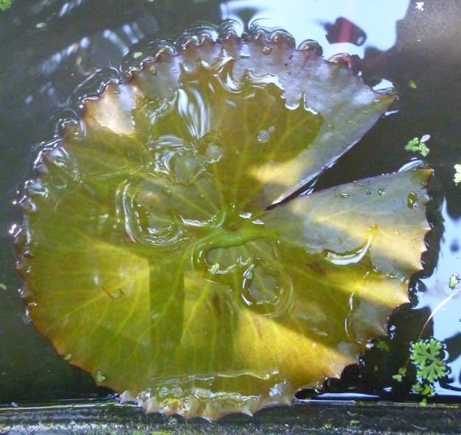 Blog Spot Aquatic Plants now available
