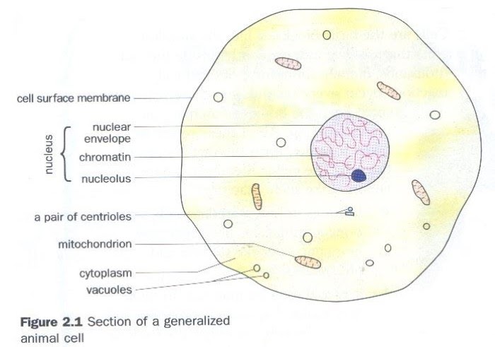 Science of Life: Cell Structure: A Summary
