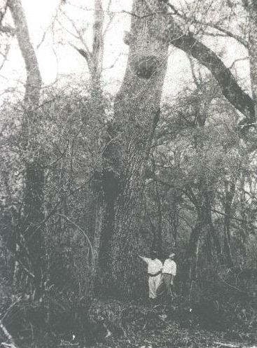 EL PATIO DE SANTIAGO DEL ESTERO El quebracho colorado santiagueño