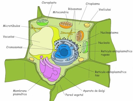 celula vegetal partes. celula animal y sus partes.