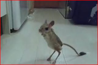 Pygmy+jerboa+for+sale