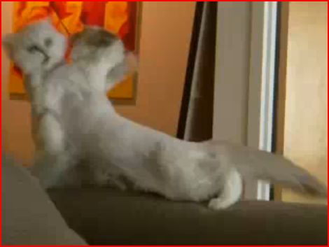 [cat.JPG]