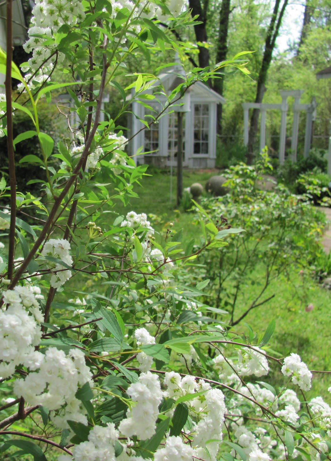 Rabbit In Spring
