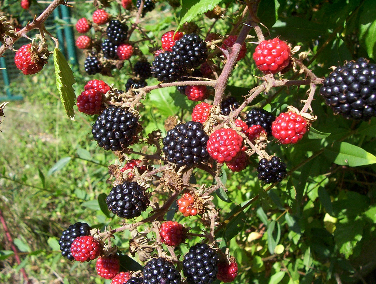 [Rubus+fruticosus+jardin+DPépin+Rennes+2006+09+06+01+(29).jpg]