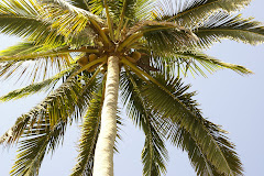 Coconut Tree - Monte Gordo, Mexico