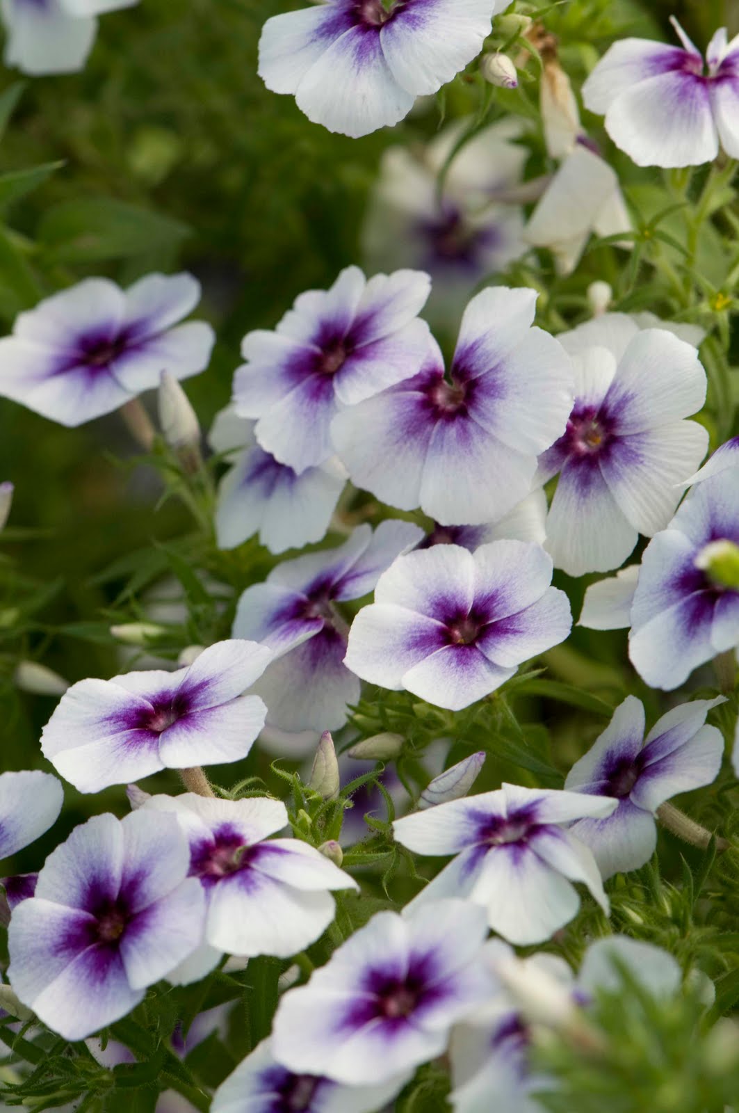 Growing Ideas with Johnny's Selected Seeds July 2010