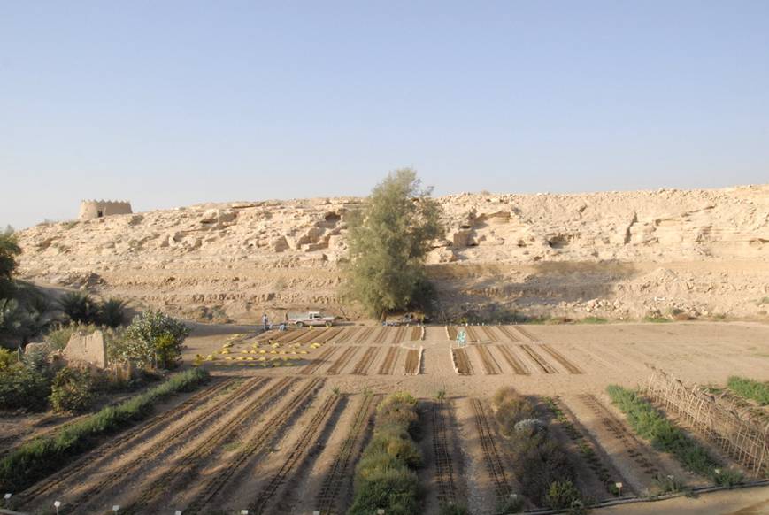 Growing Ideas with Johnny's Selected Seeds Photos Farming in Saudi Arabia