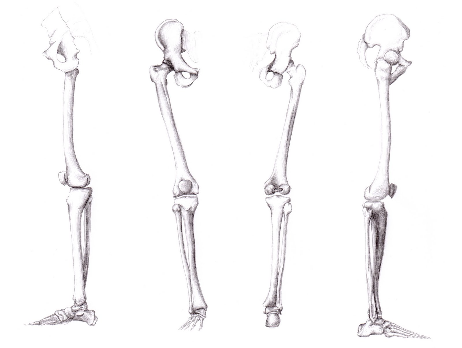 http://4.bp.blogspot.com/_Hy99Ec-sieM/S_xV6kpfwPI/AAAAAAAABAY/xyEOEgCbRcU/s1600/leg%2Bskeleton.jpg