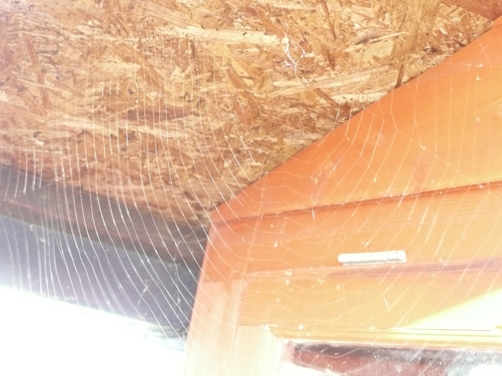 [spiders+web.JPG]