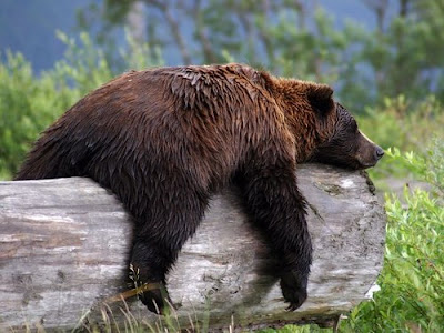 http://4.bp.blogspot.com/_Hyo-cUbZLVg/TOWKOhY7noI/AAAAAAAAQng/1rPpPTIsAwc/s1600/tumblr_lb7p5vdQFg1qb0rrlo1_500.jpg