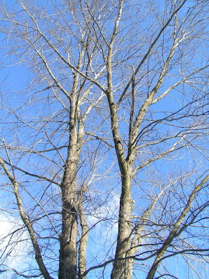 pictures of trees in winter