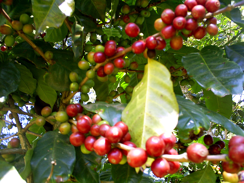 Guatemalan Coffee Harvest Season in Guatemala
