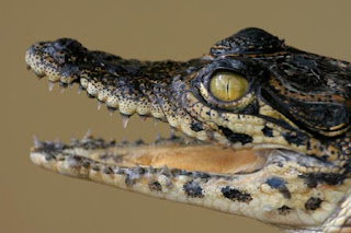 Crocodiles Amazing Facts Crocodiles Facts, Crocodiles Amazing Facts