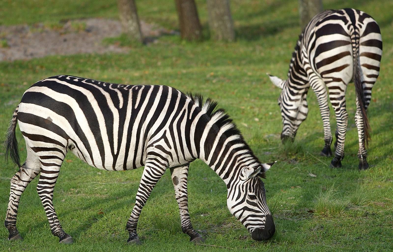 Zebras