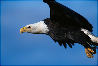 Eagle Facts Eagles, Eagle Amazing Facts