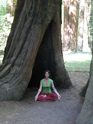 California Redwoods