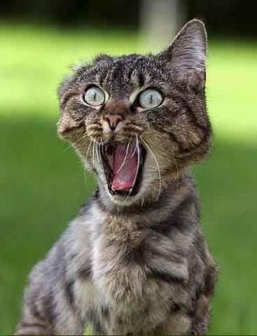 funny cats with sayings. funny cats with sayings. funny cats with sayings.