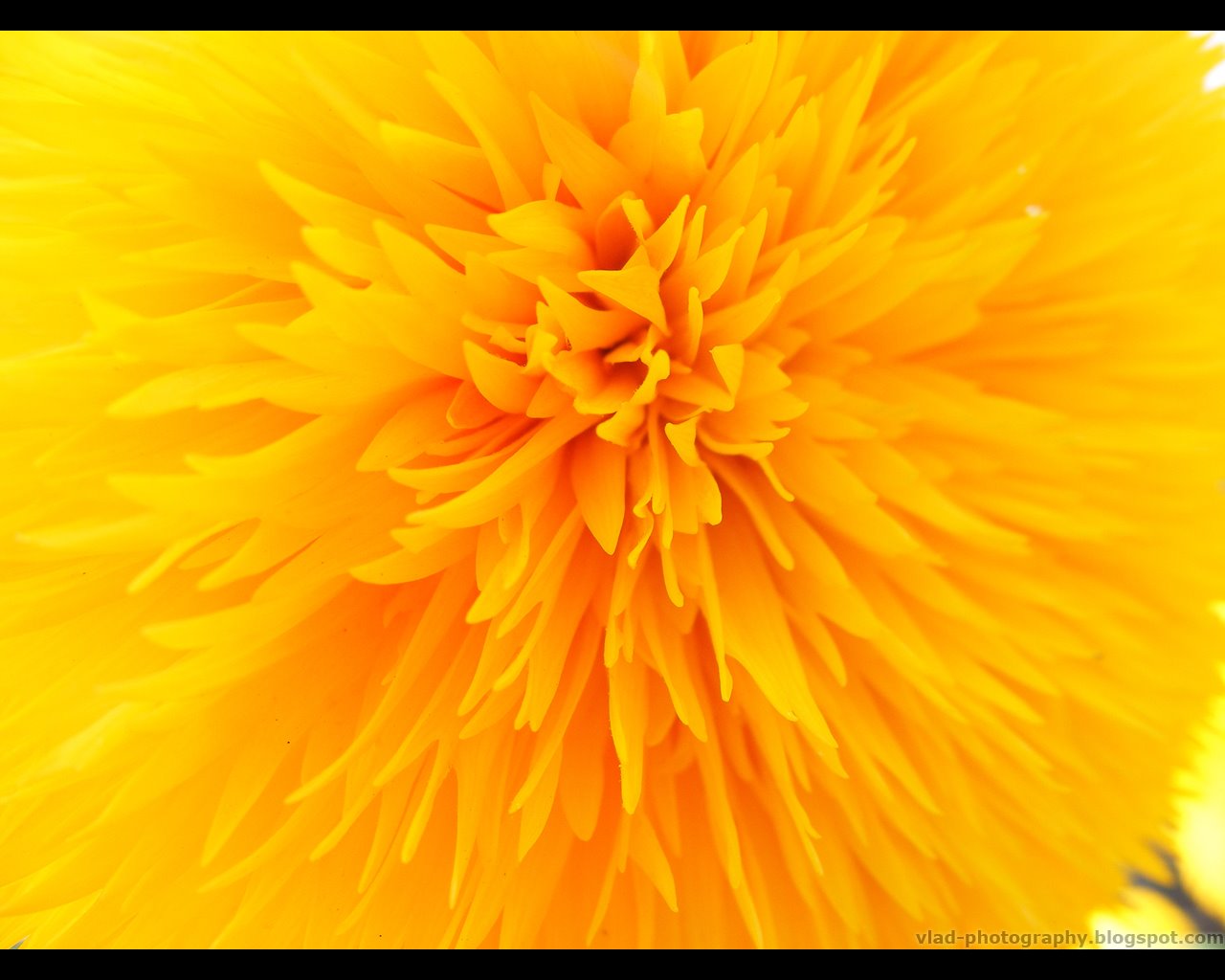 [sunflower+wallpaper.jpg]