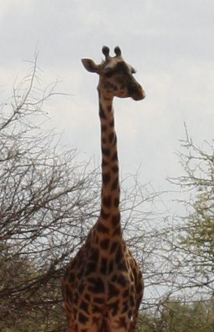 Giraffe