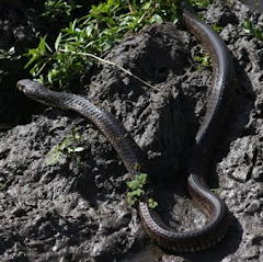 Black Mamba