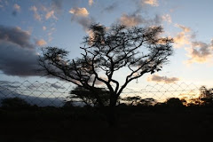Sunset at KBC (Kilimanjaro Bush Camp)