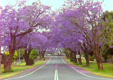 jackaranda1.jpg
